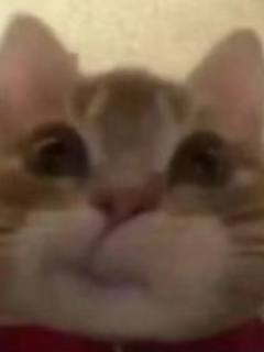 住手，你们快住手啦