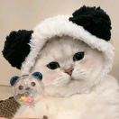 兔西西和她的猫