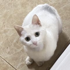 dodo