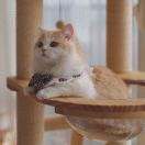 两米好吃不胖🐱