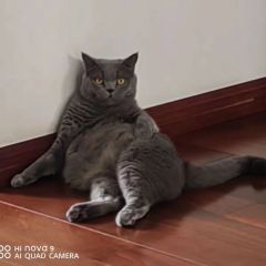 毛毛和冉冉