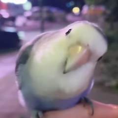 画点无偿摸鱼