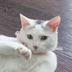 小咪