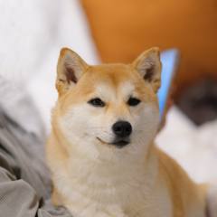 祝多鱼