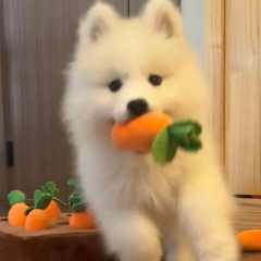 小狗呢