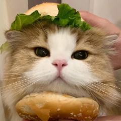 小悦