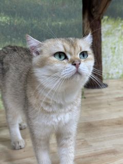 雷