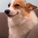 新手卡游玩家一枚