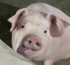 赘肉萌萌哒