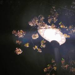 闪闪发光的你