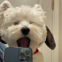 超级闪亮虾虾大王