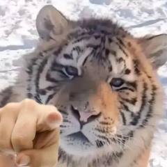 等风说晚安