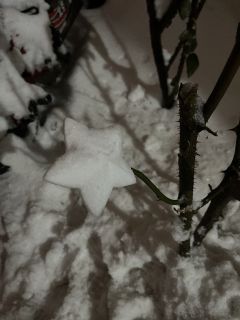 双鱼雪花飘飘