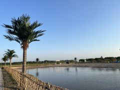 挂的都在可直拍