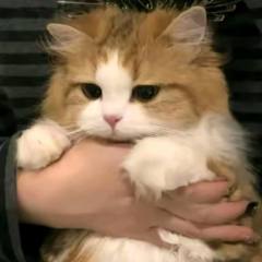 aiz