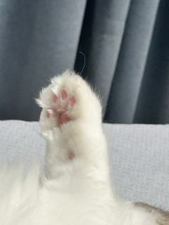 桃枝妖妖