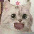 何小肥