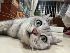 抱抱猫猫