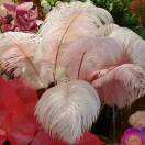 Ada庄园(*¯︶¯*)