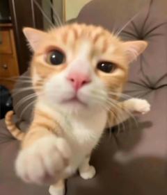 啵西