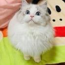 退坑