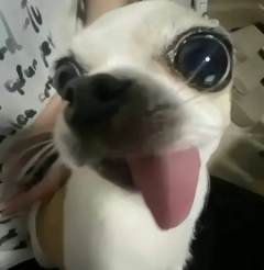 就你不把我当人？