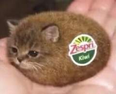 @AAA甜品批发市场