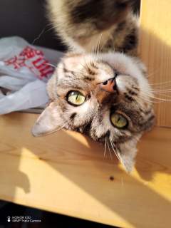 不可食用猫咪🐱