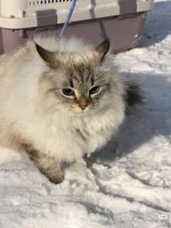 蓝莓布丁批发商