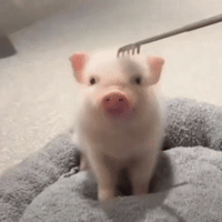 Aaa羊毛衫改裤衩