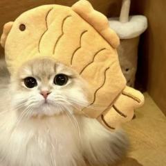 小猫（圣诞树主理人）