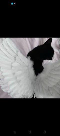 隐山猫(等不了请退款