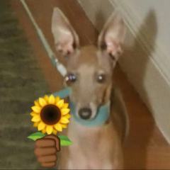 狗都不理的狗理包子