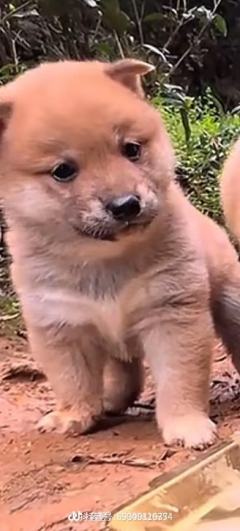 鱼微风（永恒之塔2）