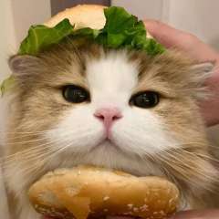 裤酷猫