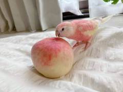 小米酱菜