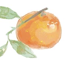 酸橘子