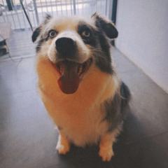 喵呜