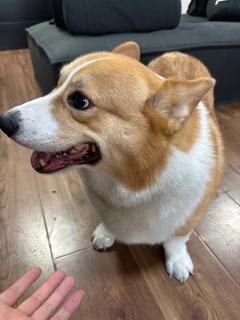 哈溪巴尼
