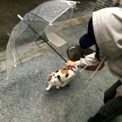 田田向上