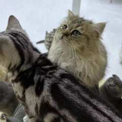 钓鱼猫