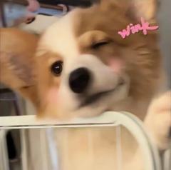 猪猪粉嘟嘟～