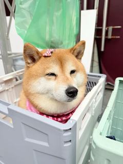凑凑小勾