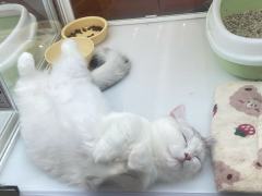 一只慵懒的猫