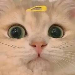 清辞柏染