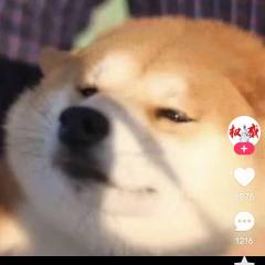happDOG