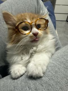 乌拉大王