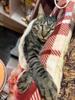 虾虾（年末抽选）