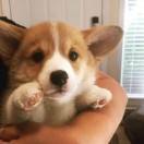 宇宙究极无敌暴龙战士