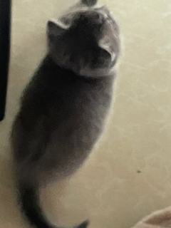 胖虎是个大胖子